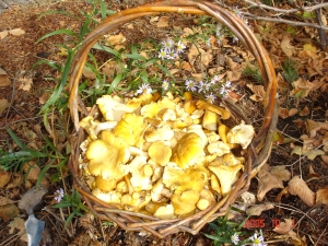 mushroom basket.jpg